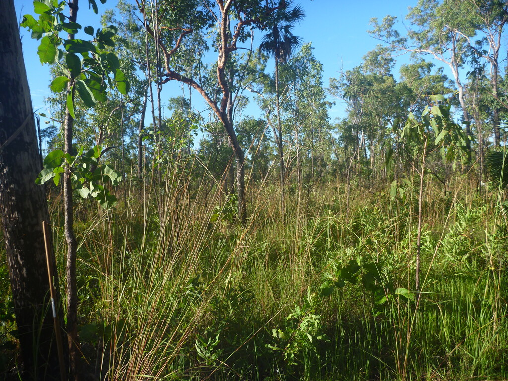 savanna landscape